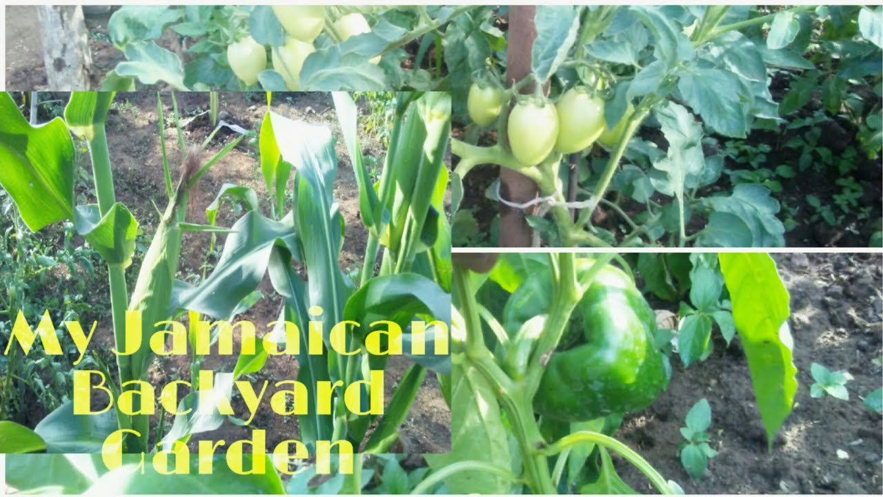 Farming in Jamaican Backyard Garden || Backyard Garden Vlog| Farming in Jamaica