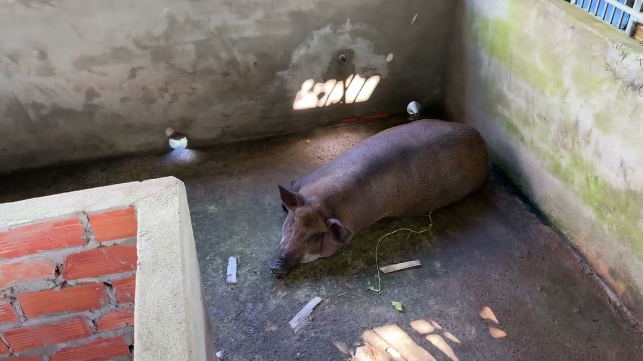 Thăm đàn heo hộ nuôi Cao Lãnh 