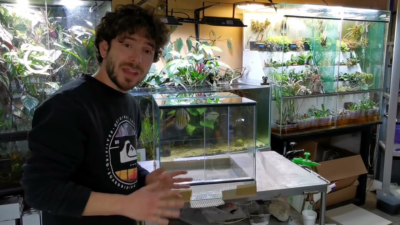 COMO ESCOGER TU TERRARIO DE VIDRIO