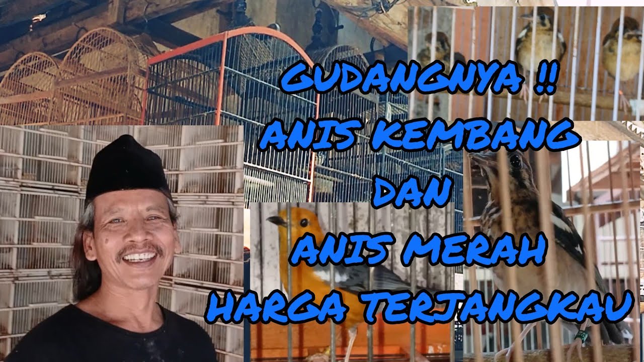 GUDANGNYA !! Anis kembang dan anis merah harga murmer dan terjangkau