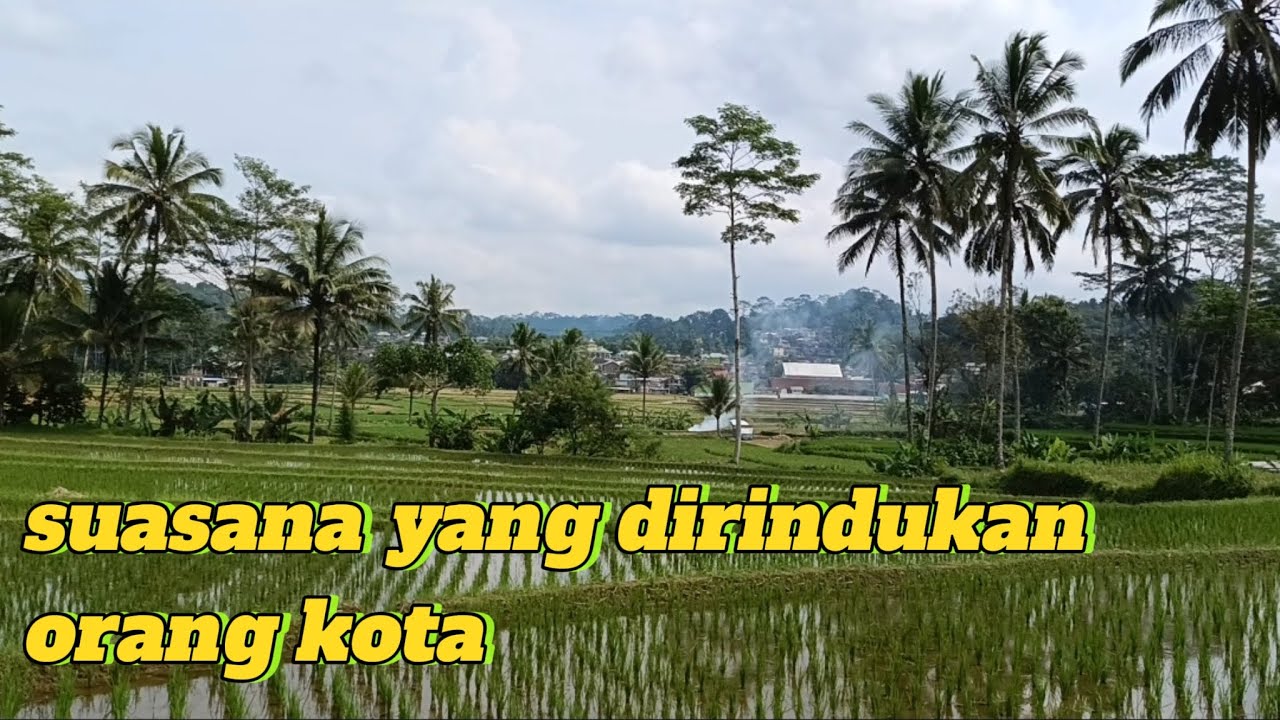 DUSUN PAKUNCEN DENGAN PADI YANG MELIMPAH!!!