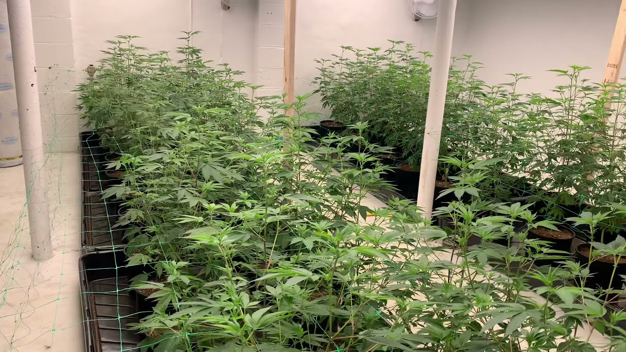 Day 7 of flower- Growers Choice LED with Flora Flex nutrients