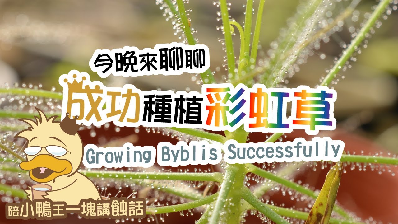 2026/0117〔蝕話實說〕成功種植彩虹草 Growing Byblis Successfully
