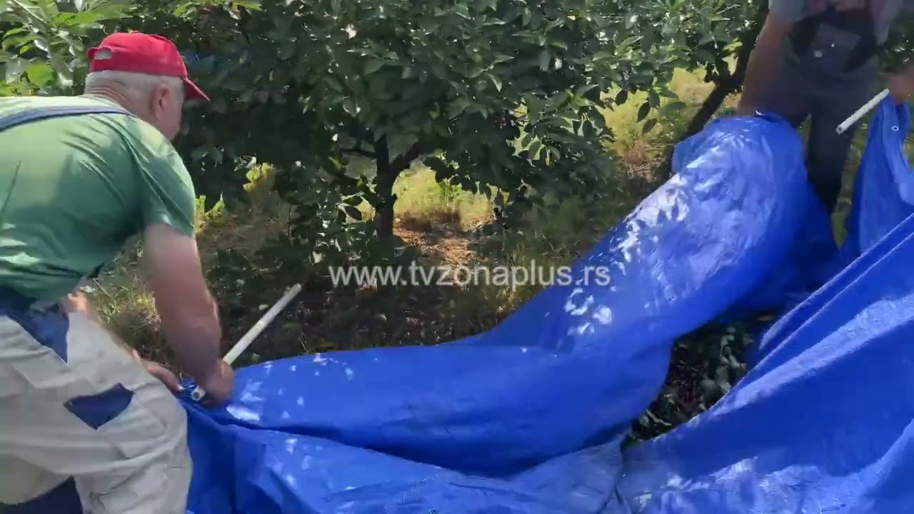 OTKUPNA CENA VIŠNJE 250 DINARA