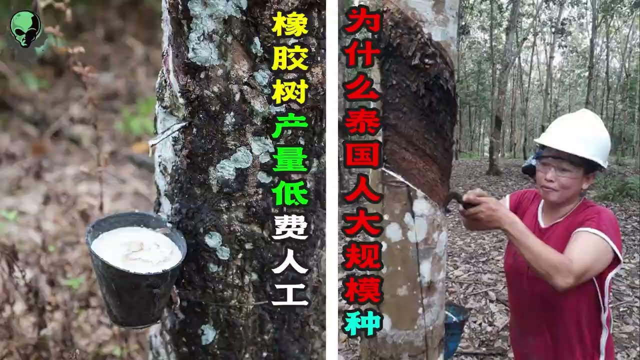 橡胶树种植难，一棵树等待6年才产17斤，为什么泰国还大量种植？