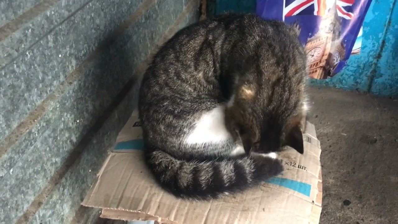 Street Cats Eat and Rest
