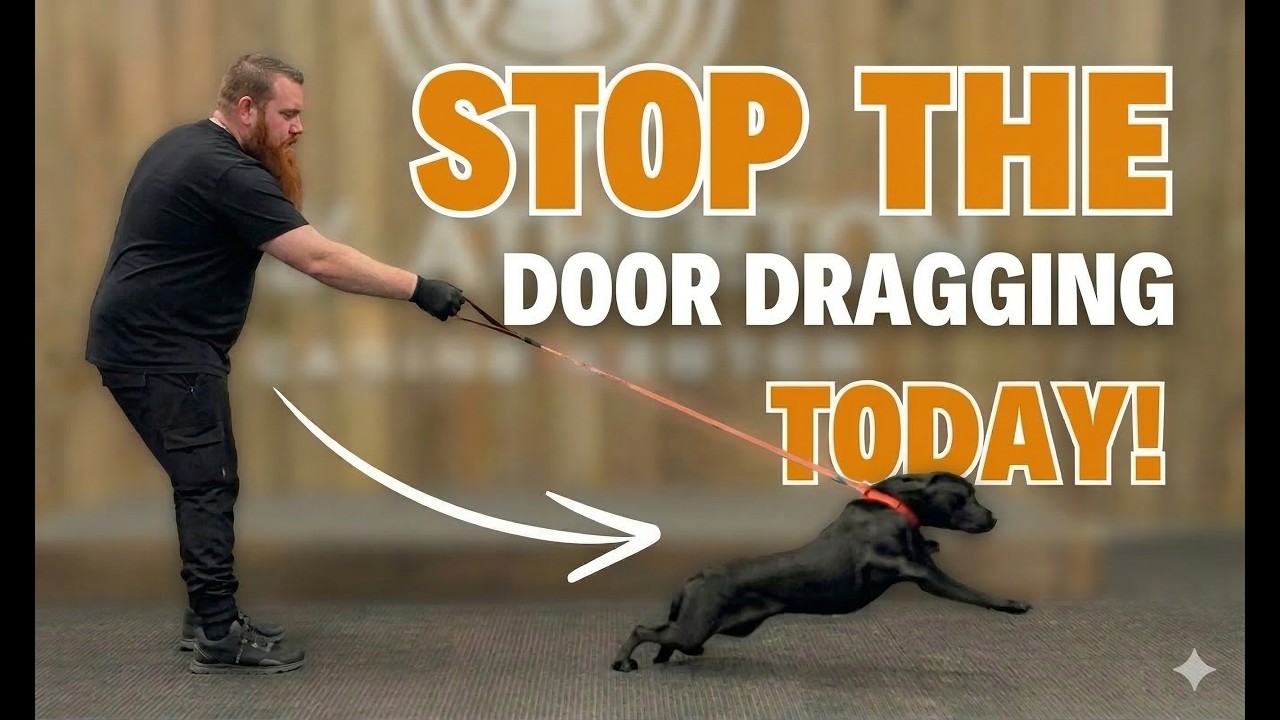 Stop Being Dragged! 7 Simple Steps for a Calm Walk Start