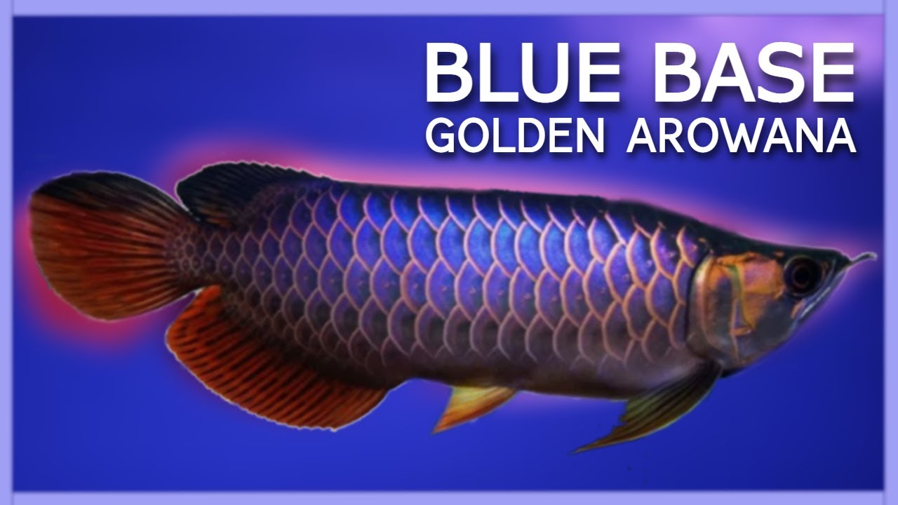 Amazing Malaysia Golden Blue Base Arowana | Most Expensive Arowana Fish