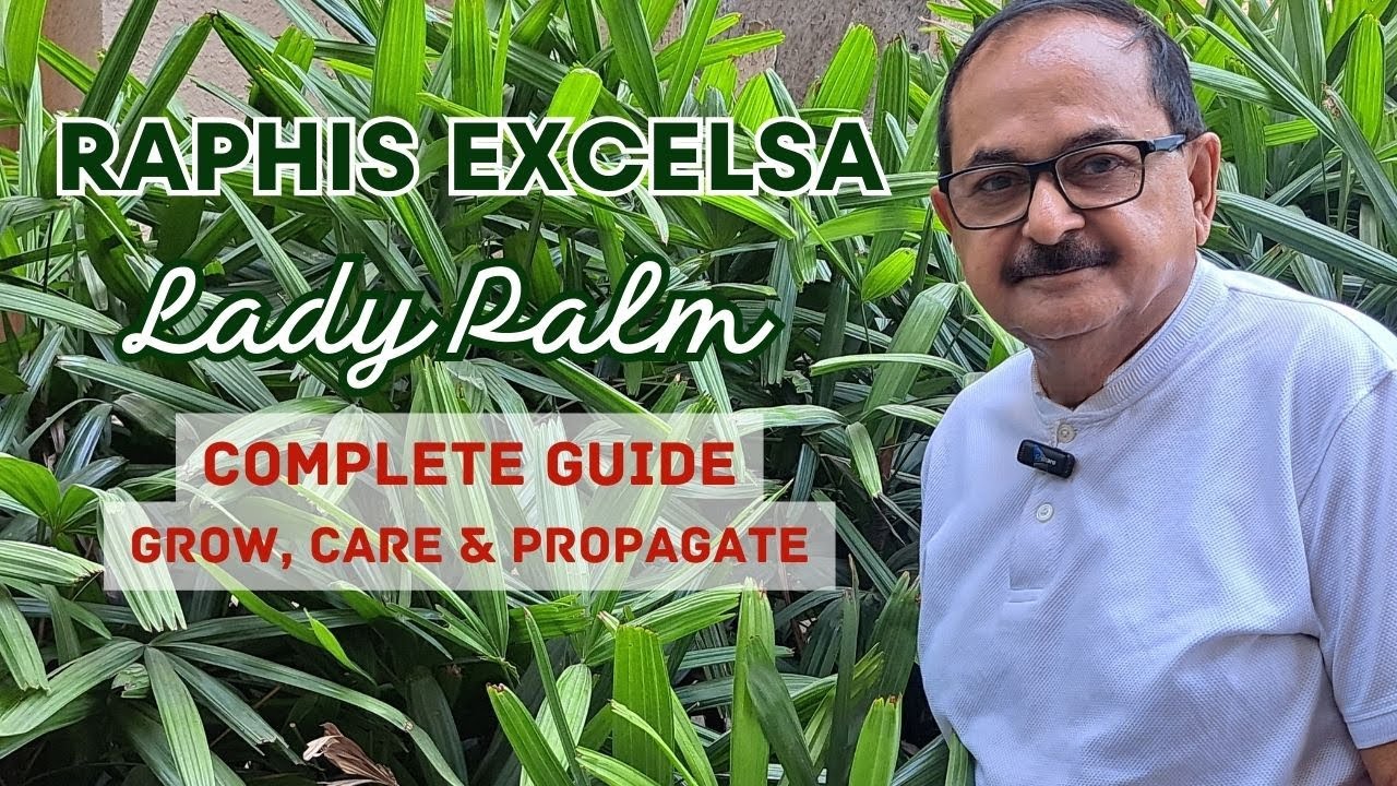All about Rhapis Excelsa / Lady Palm                 #palm #indoorplants