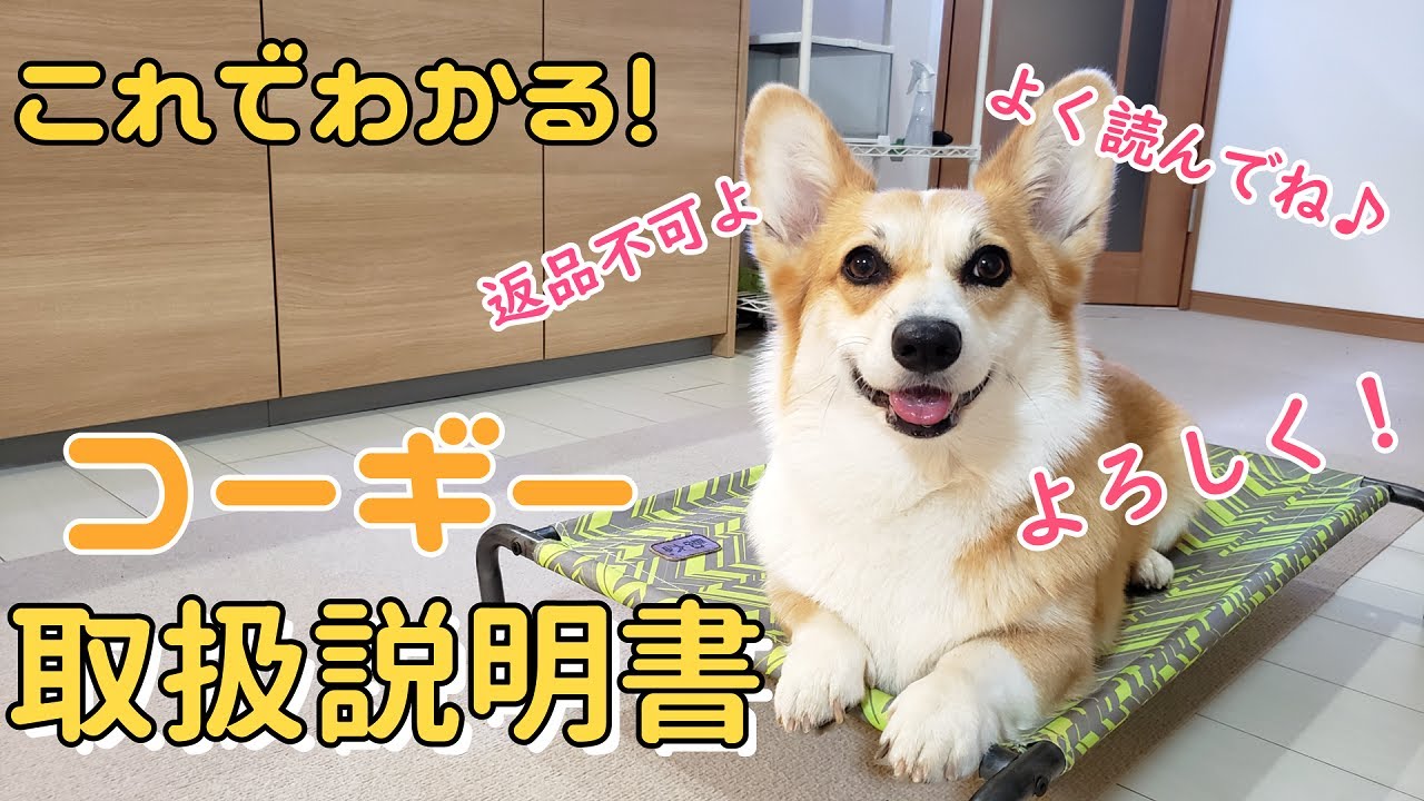 コーギーの取説作ってみたら本当にかわいいやつだなって再認識した動画。最後の大事な項目まで見てください♪