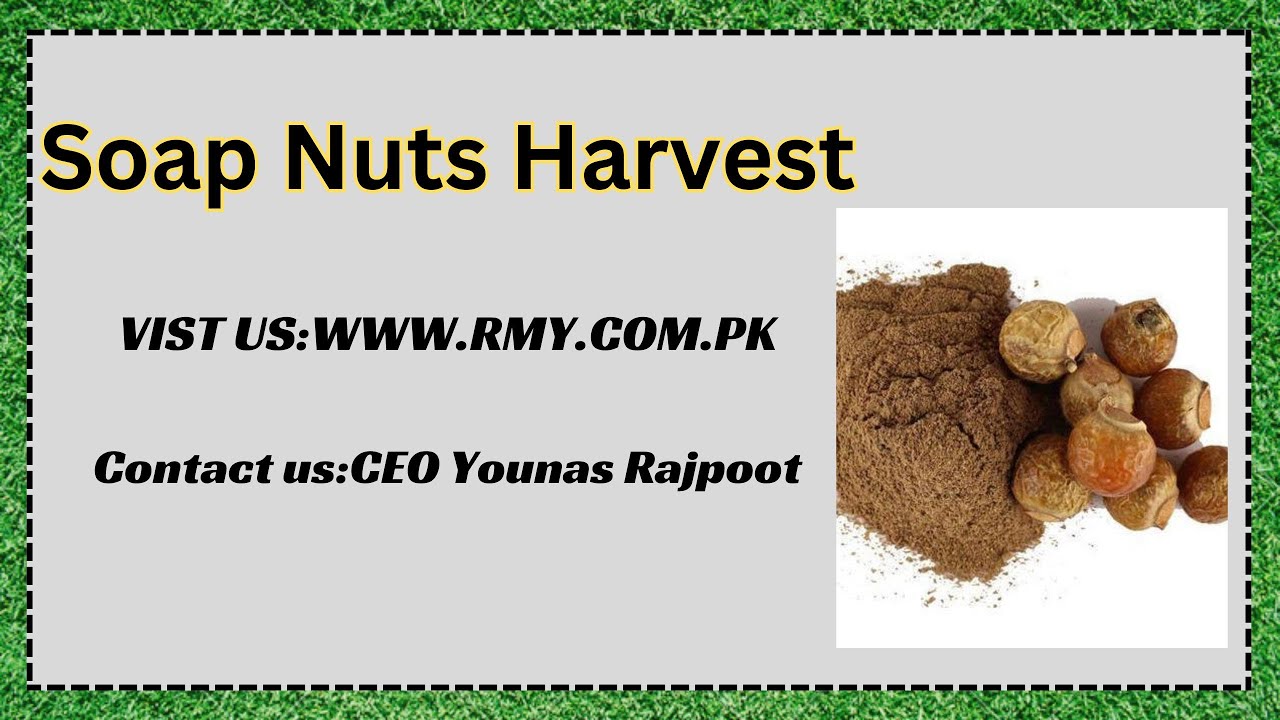Soap Nuts Harvest|RMYInternational| Visit Us |www.rmy.com.pk