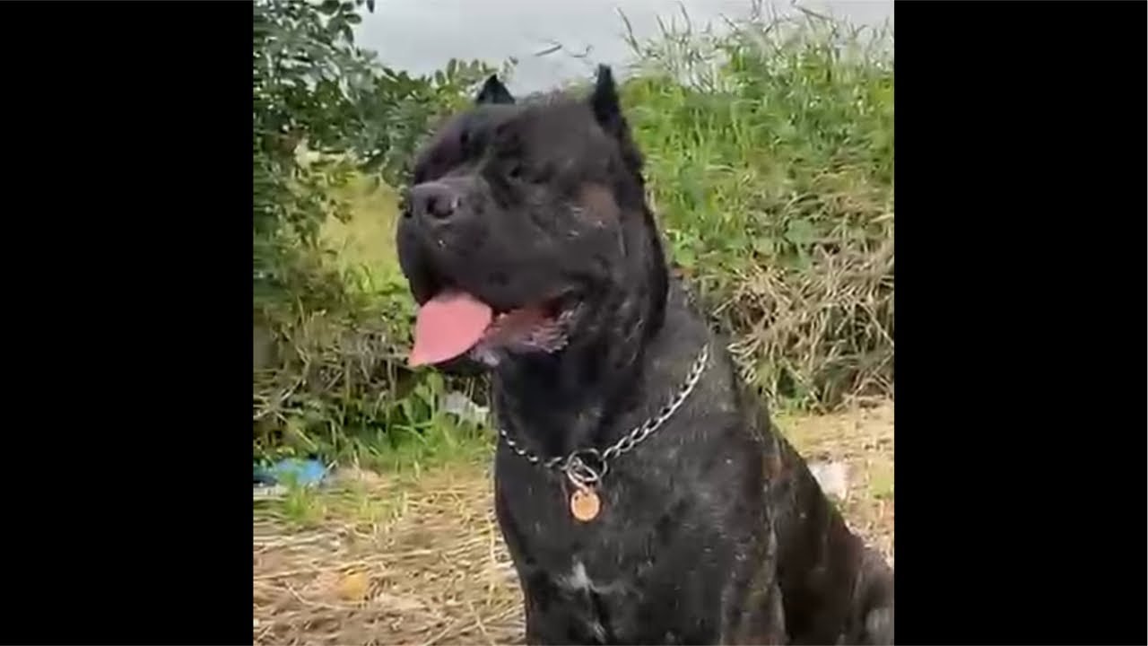 Cane Corso Monstro do Pântano  AO VIVO 🔴🔥Entra na live, se inscreve e faz parte dessa conquista!