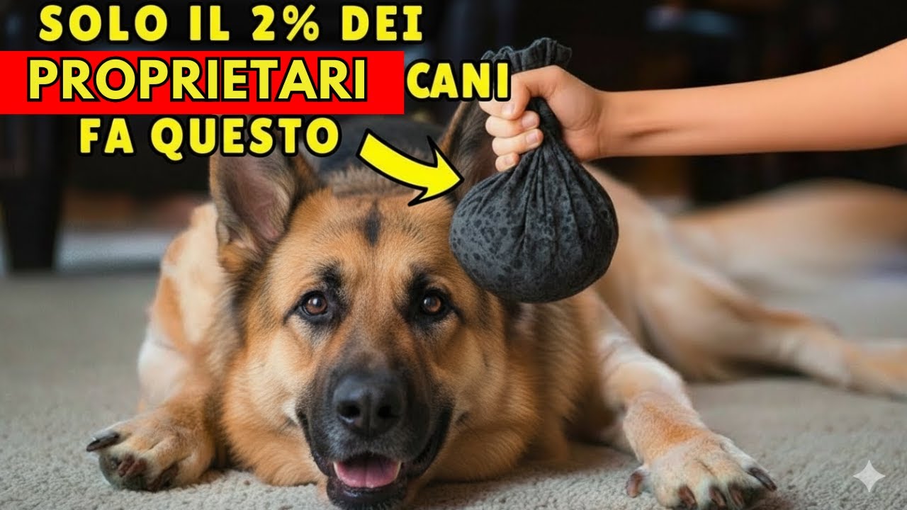 7 cose che il tuo cane ama e che il 99% dei proprietari non fa mai (non perdere la #2)