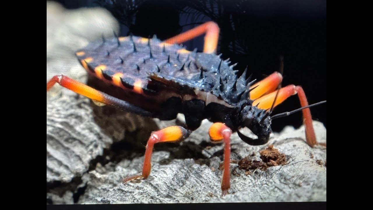 Psyttala horrida, Giant Spiny Assassin Bug  rehouse and care