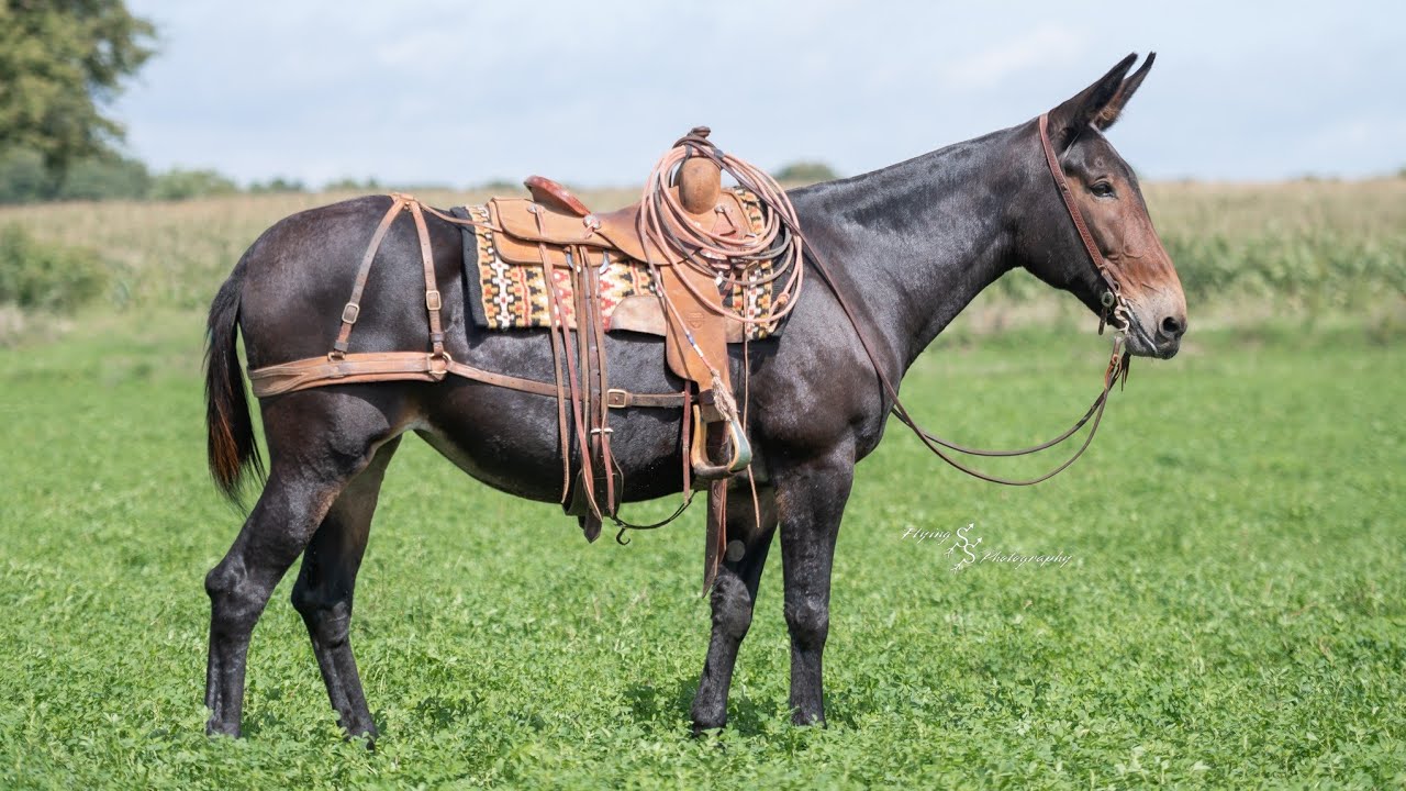 Lola offered by Rafter D Mules at Billings Livestock Horse Sale Sept 27, 2025