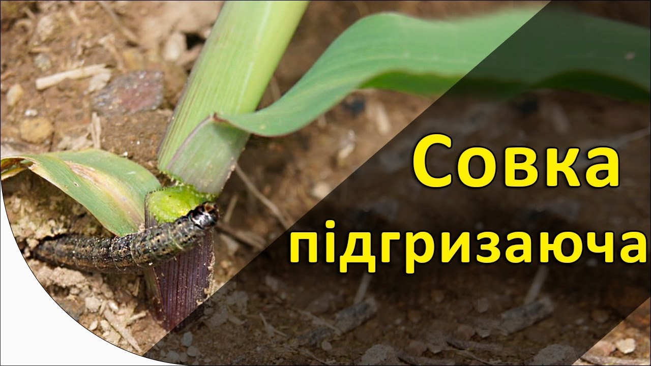 Підгризаюча озима совка. Заходи захисту