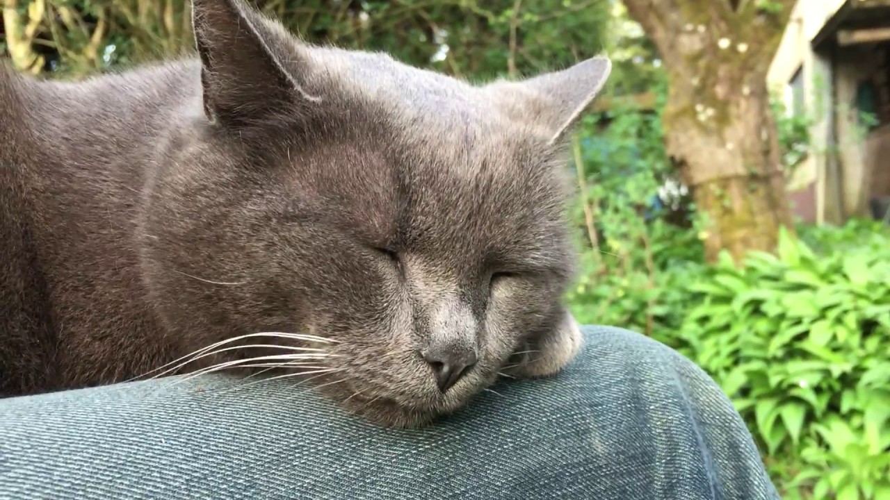 Balding Old Chartreux Cat