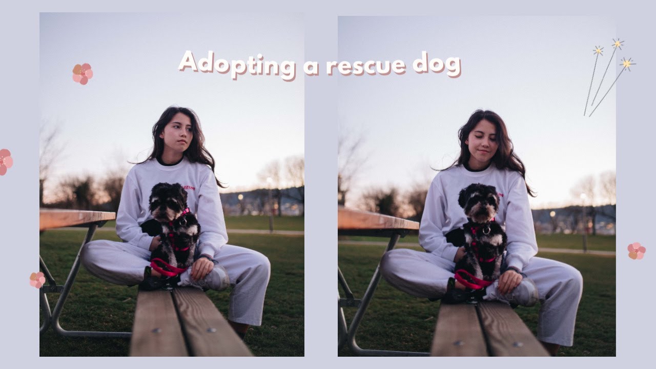 I adopted a rescue dog: his first days in Switzerland