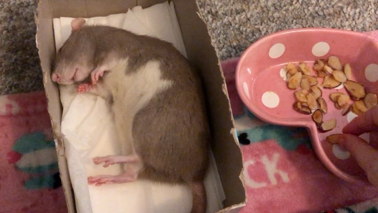 Almonds Resurrect the Sleeping Bean 💤