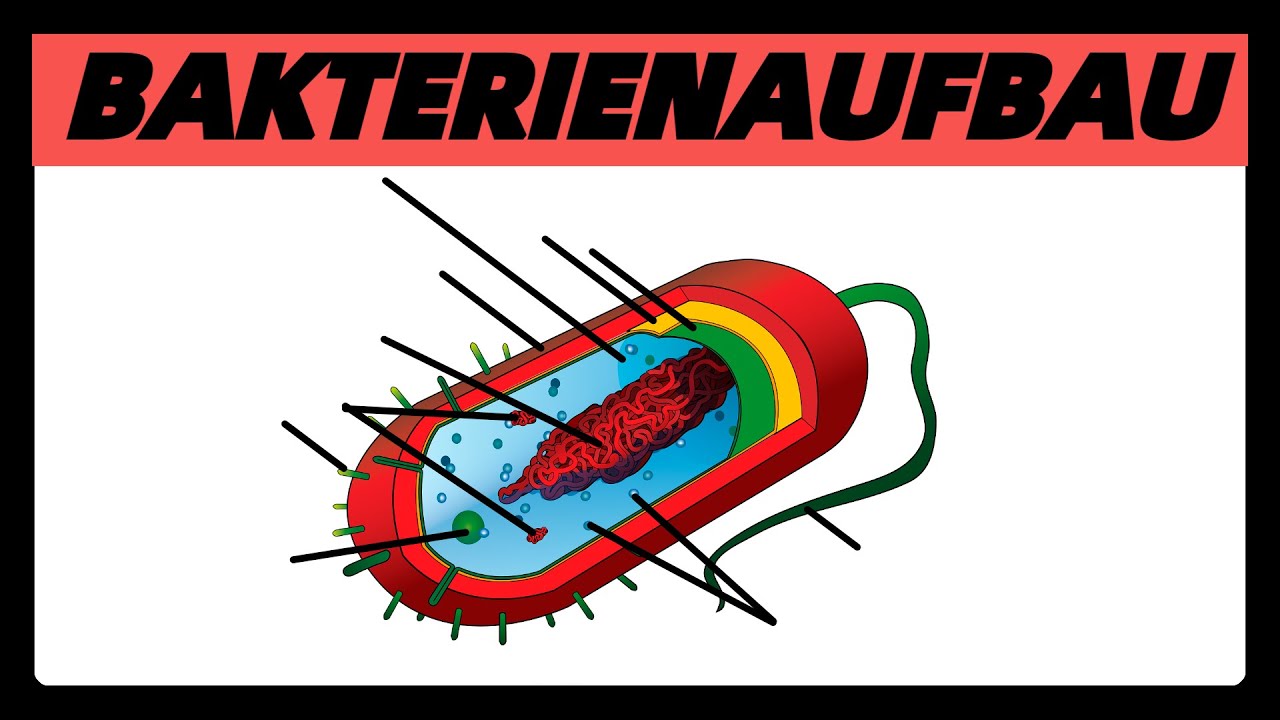 Aufbau der BAKTERIENZELLE | Struktur und Bau der Bakterien (Prokaryoten) einfach
