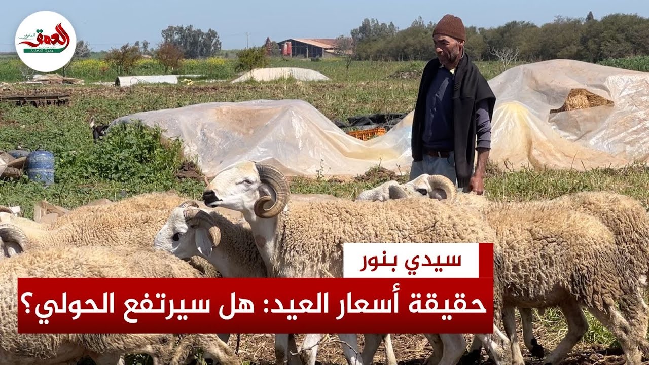واش الحولي غيغلا في عيد الأضحى؟.. كساب يكشف حقيقة أسعار الأضاحي لهذا العام