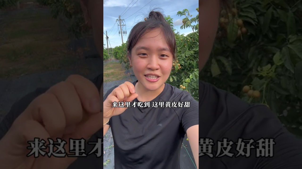 等了一年黄皮终于大丰收，学长路过黄皮园两眼放光，直接去问主人家采摘，5块钱一斤随便试吃，树上都结满了沉甸甸黄皮，新鲜采摘下来好好吃，咬上一口汁水就爆出来，根本停不下来#广东 #湛江  #小芬旅记