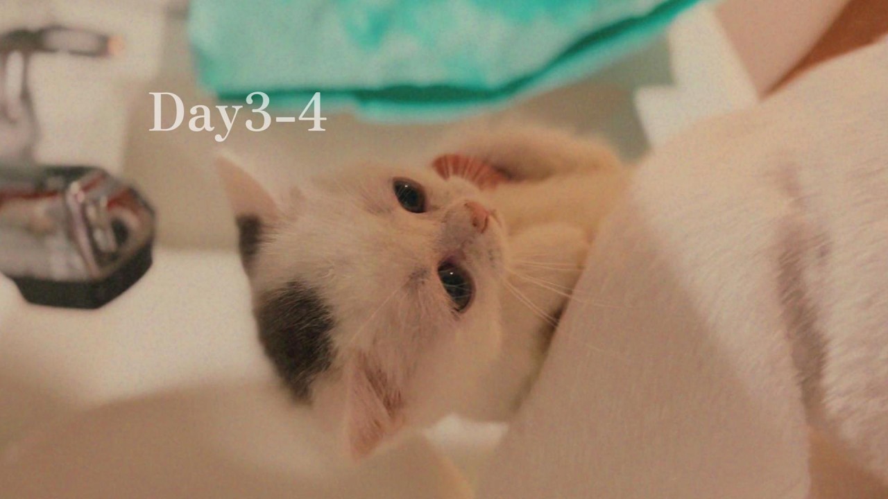 Day3-4　※うんち少し映るのでご注意ください