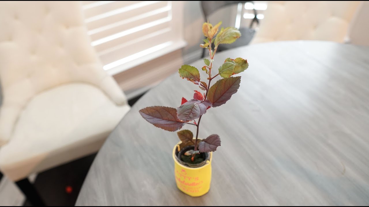I Grew an Apple Tree In Hydroponic