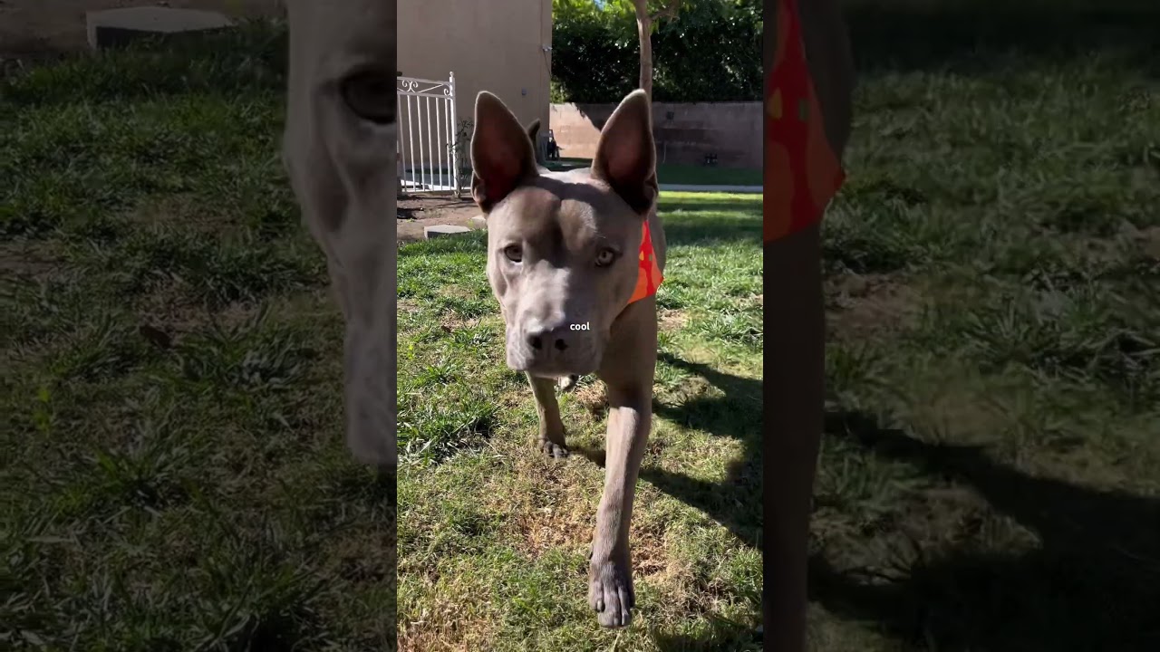 Pitbull Mix Husky likes to Hunt