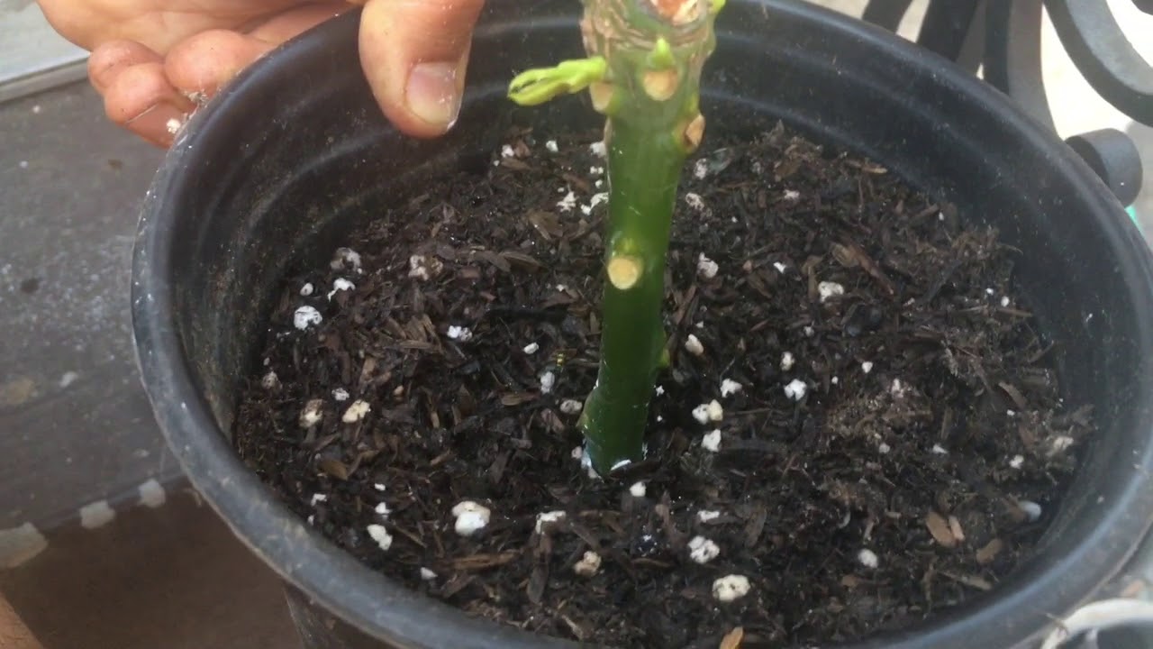 Growing Mangos From Cuttings