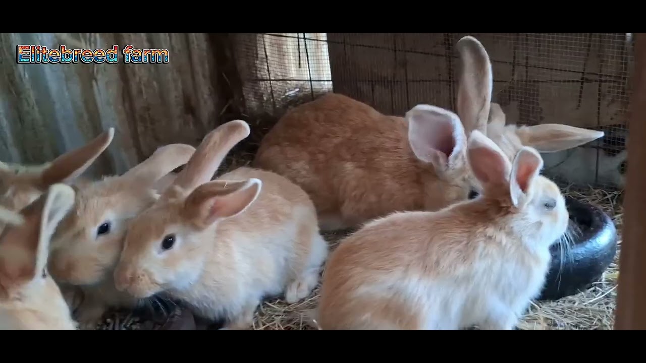 Rabbit breed brought to you by Elitebreed farm