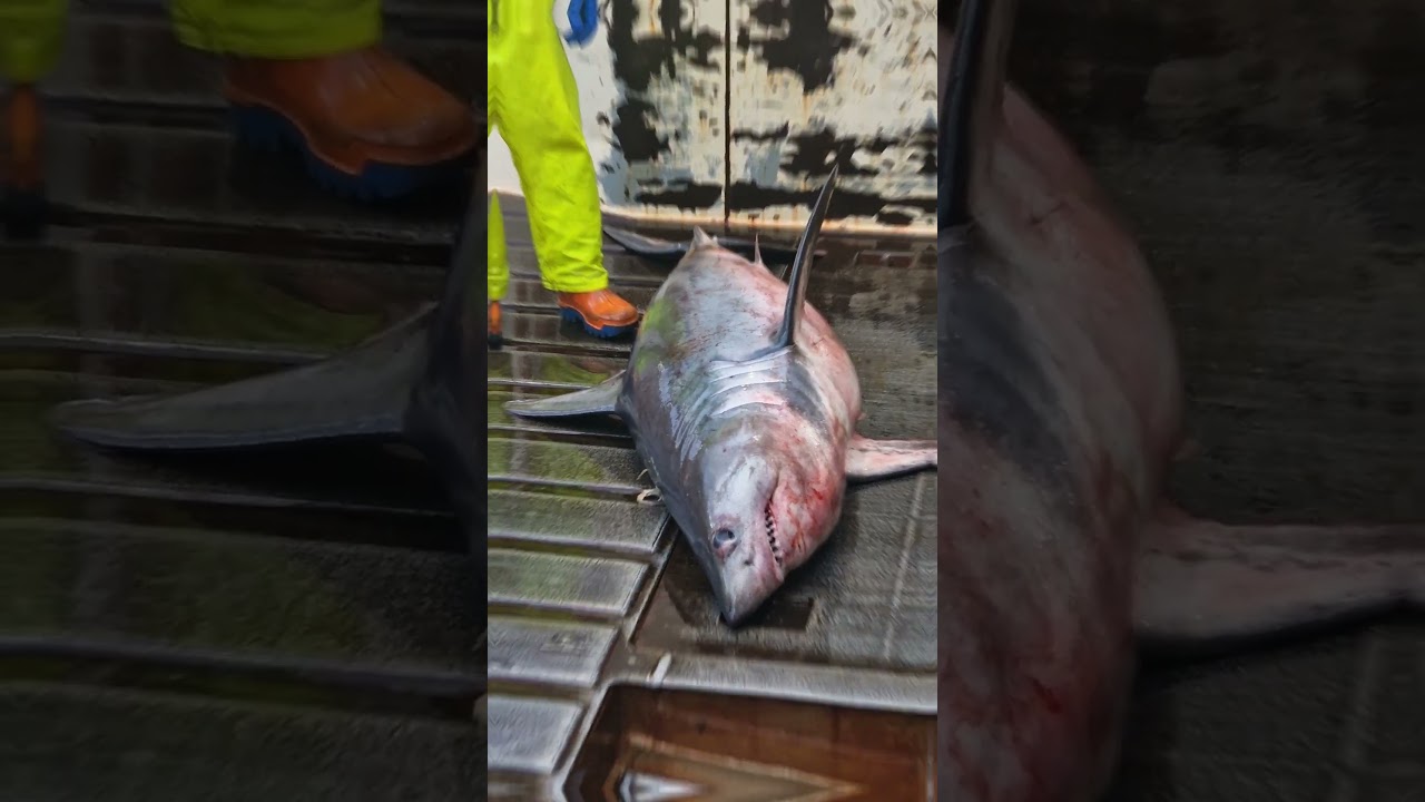 2.5 meter Porbeagle shark (&iacute;sl-H&aacute;meri) #porbeagle #shark #fishing #northatlantic #ocean