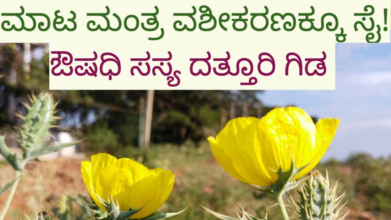 ಔಷಧಿ ಸಸ್ಯ ದತ್ತೂರಿ ಗಿಡ-ಮಾಟ, ಮದ್ದು, ವಶೀಕರಣಕ್ಕೂ ಸೈ/Argemone Mexicana/Medicine plant #nativenest