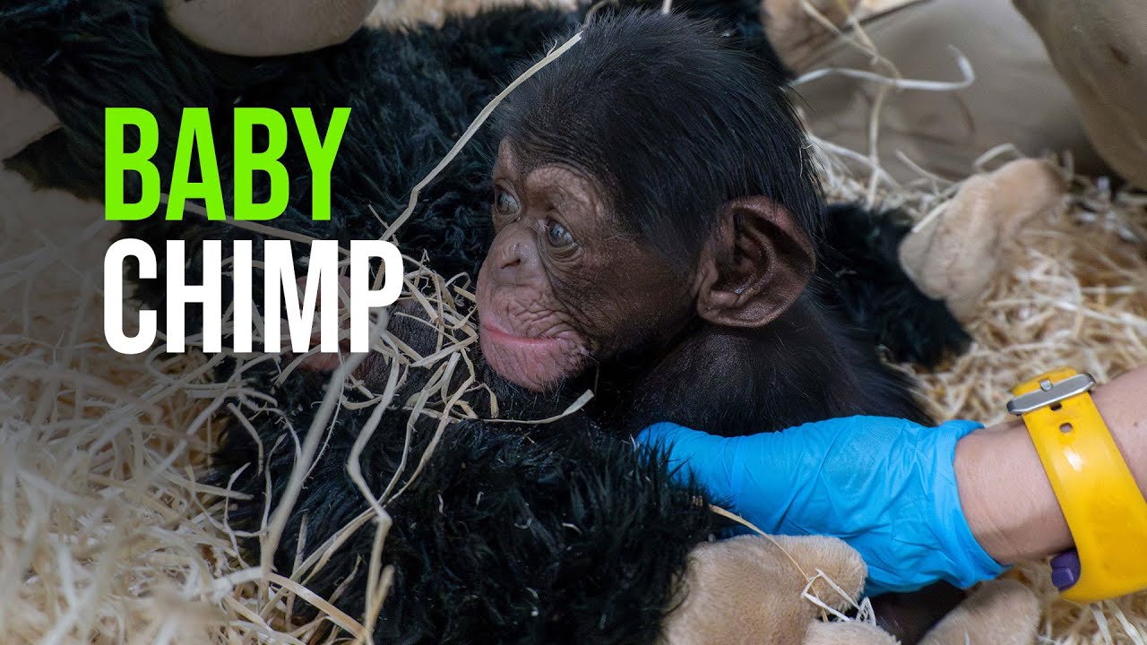 A Chimpanzee Born at BIOPARC Valencia From A Critically Endangered Subspecies