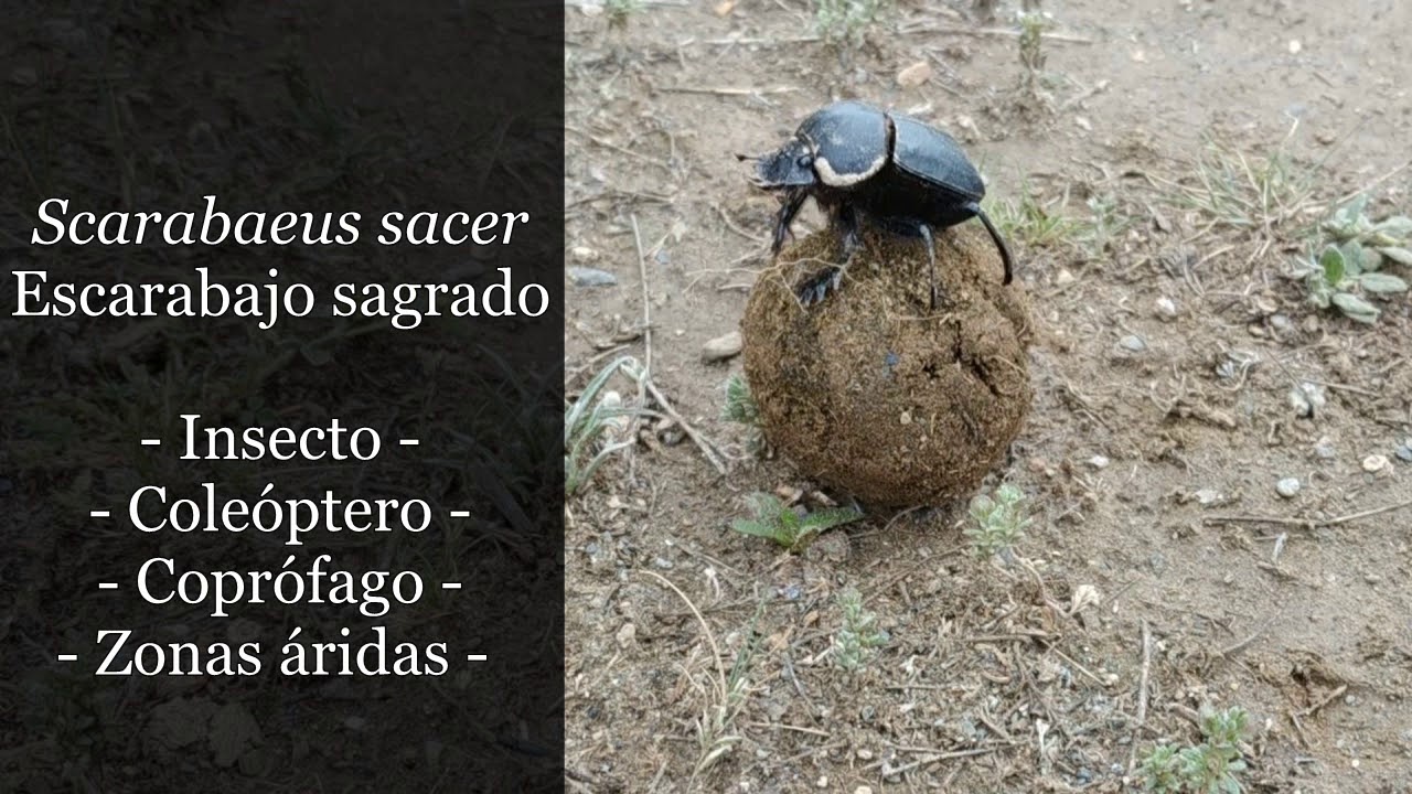 Microdocumental 4: Scarabaeus sacer