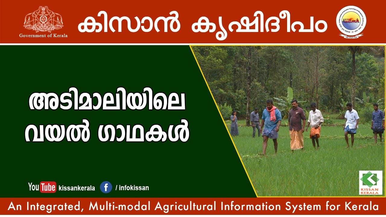 Paddy Stories of Adimali