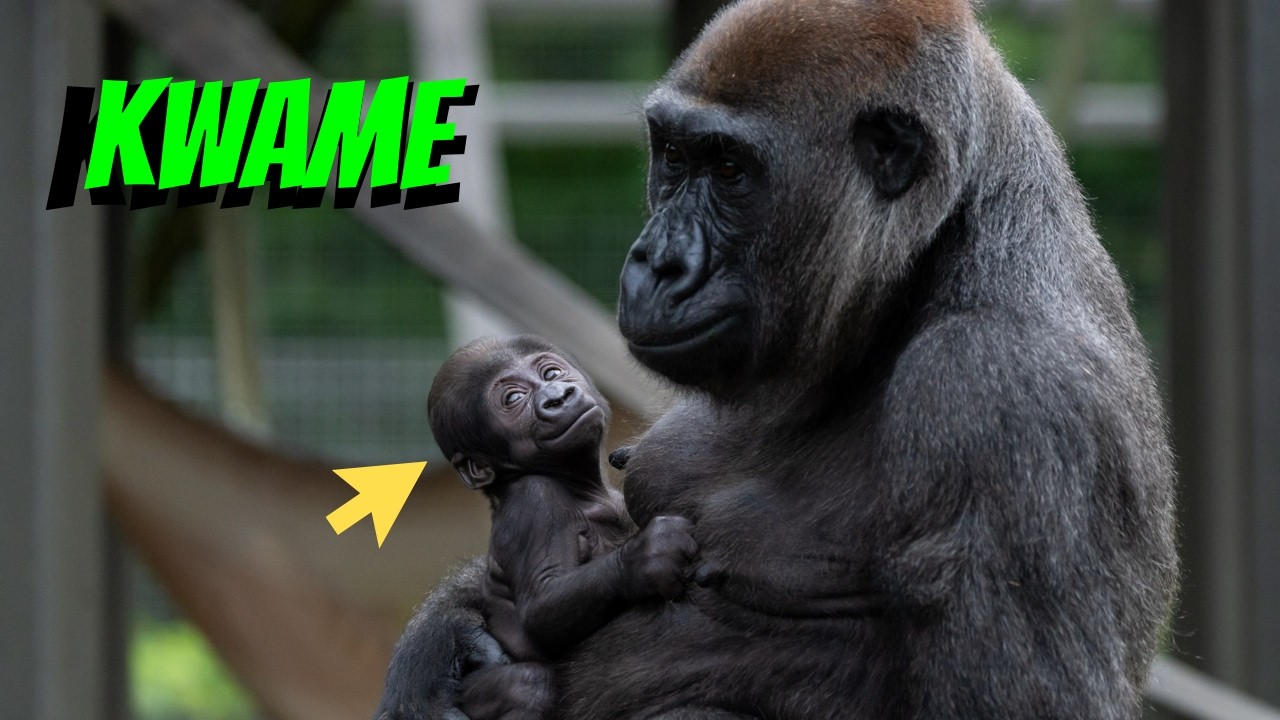 The Unexpected Birth of Kwame the Gorilla