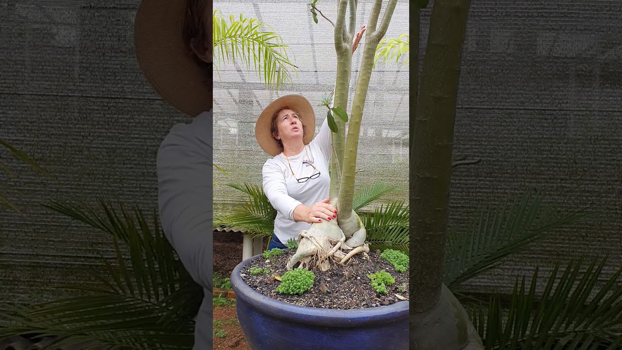 Conhecendo as caracteristicas do adenium multiflorum