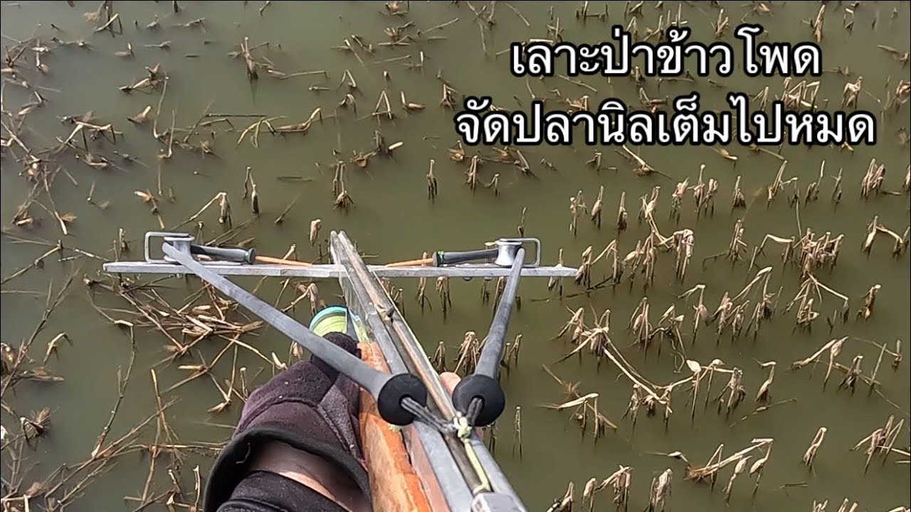 จัดหนักปลานิลแอบในป่าข้าวโพด มีแต่ไซด์ใหญ่ๆ￼
