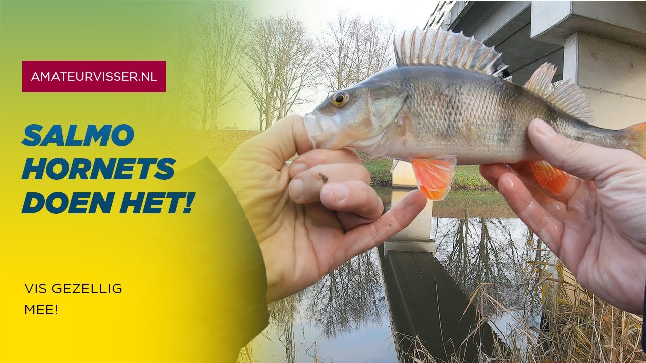 Struinend en WERPEND vissen op BAARS met SALMO HORNET