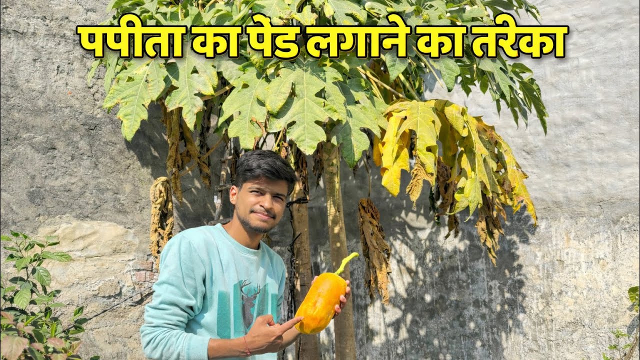 Papita ka ped kaise lagaye | पपीता का पौधा कैसे लगाएं | How to Grow a Papaya Plant