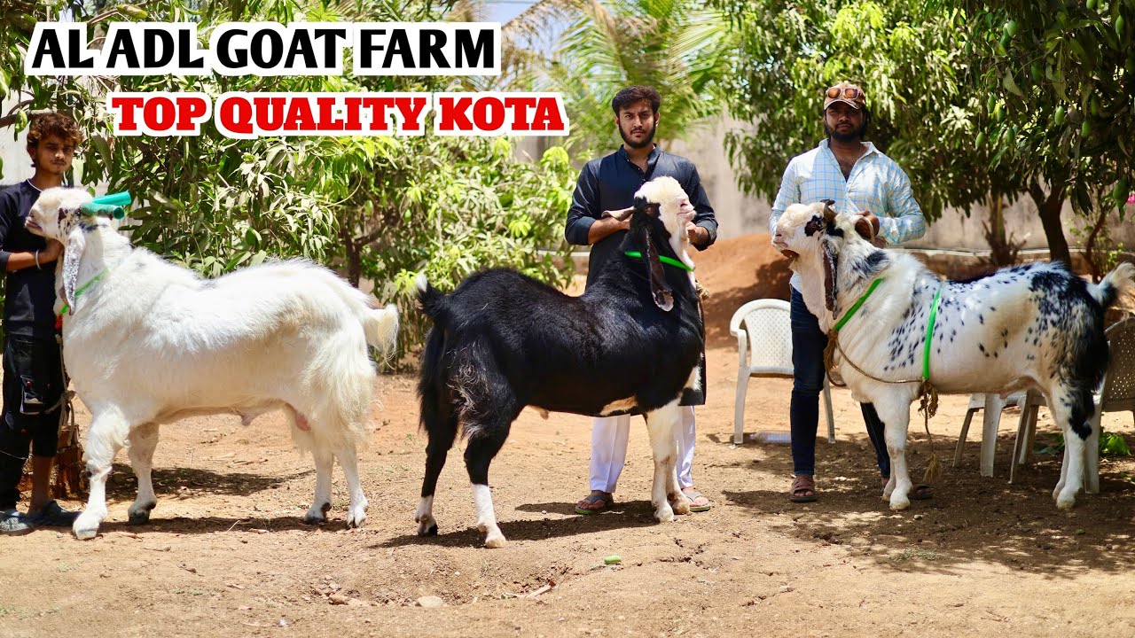 Kota Goat’s Ka Nayaab Collection At Al ADL Goat Farm Mahpoli Mumbai