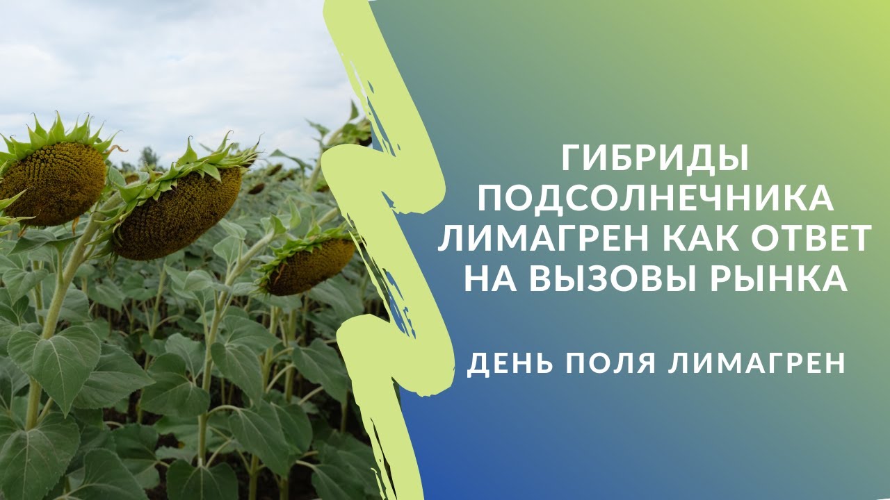 Гибриды подсолнечника Лимагрен как ответ на вызовы рынка. День поля 