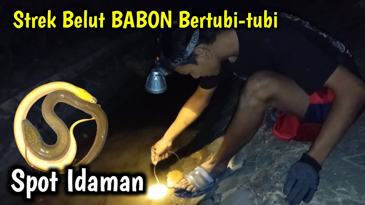 Strek Belut BABON Bertubi-tubi Di Spot IDAMAN