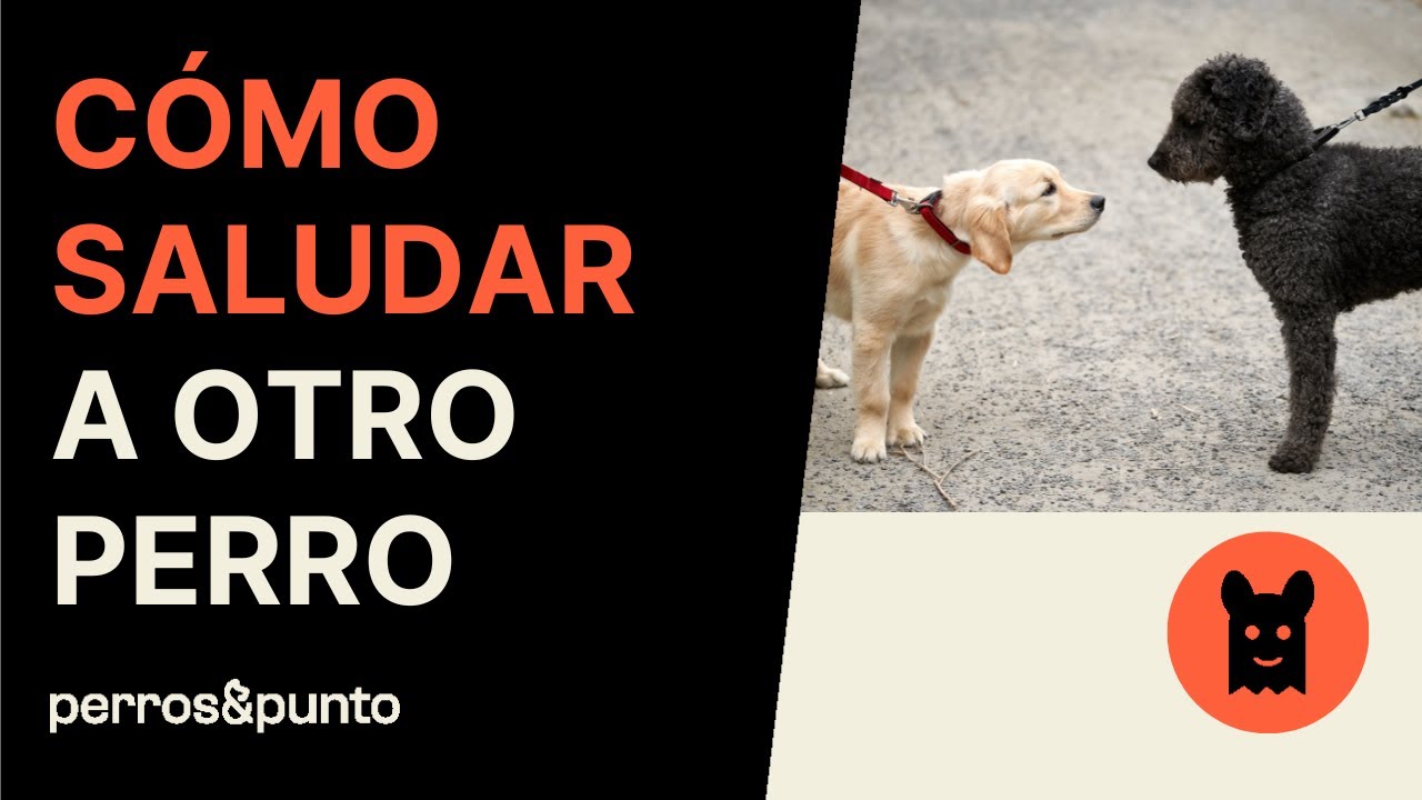 Errores al SALUDAR a OTRO PERRO🐶 y cómo hacerlo bien