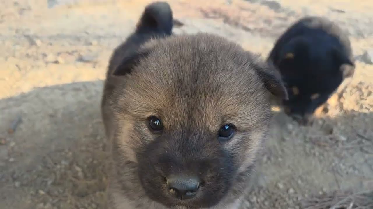 보리자견 유난히 사람을 잘 따르네요^^Korean Jindo Dog. 