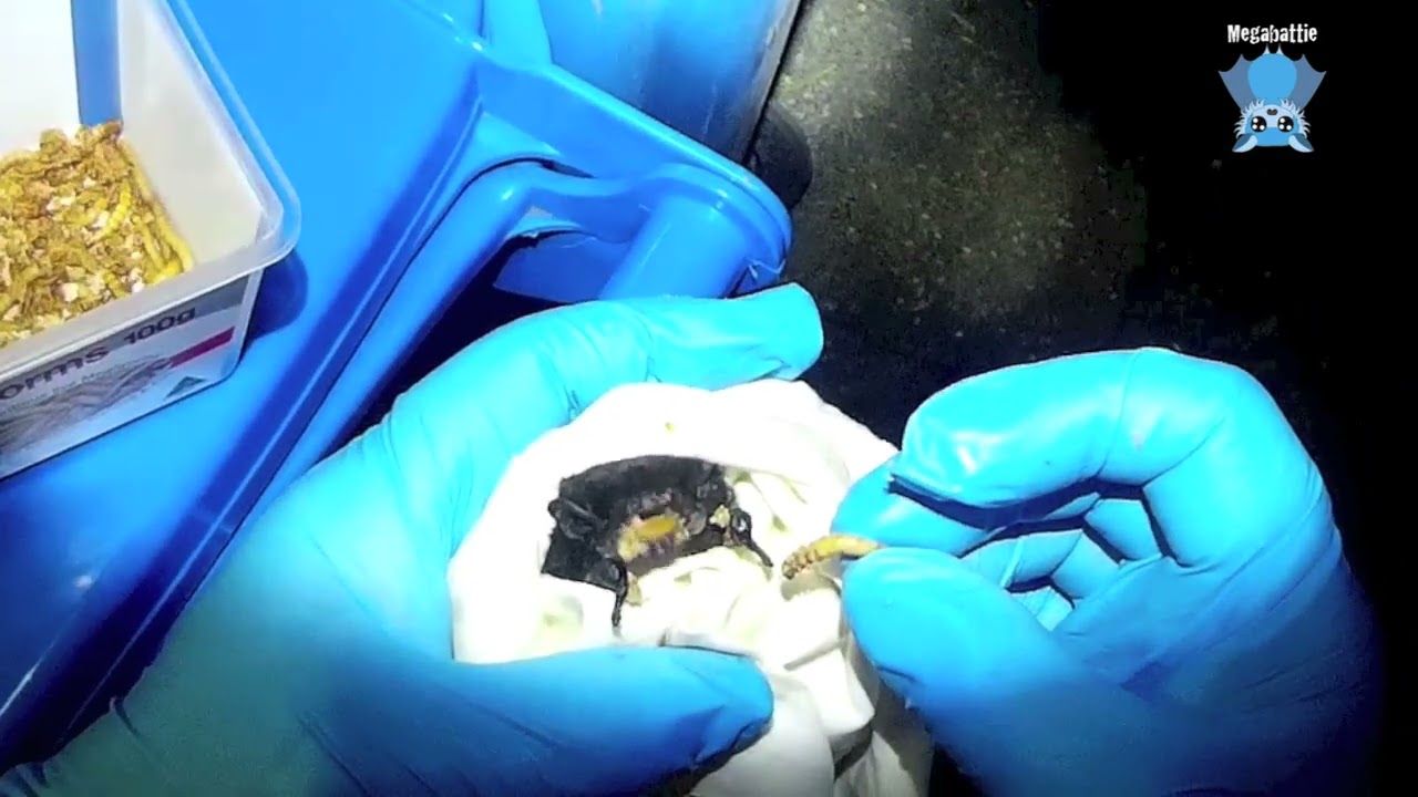 Releasing a microbat back to his home:  this is Sharkie