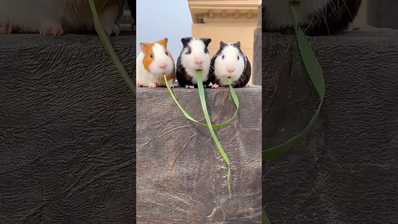 Эти хомяки мило общались! ❤️