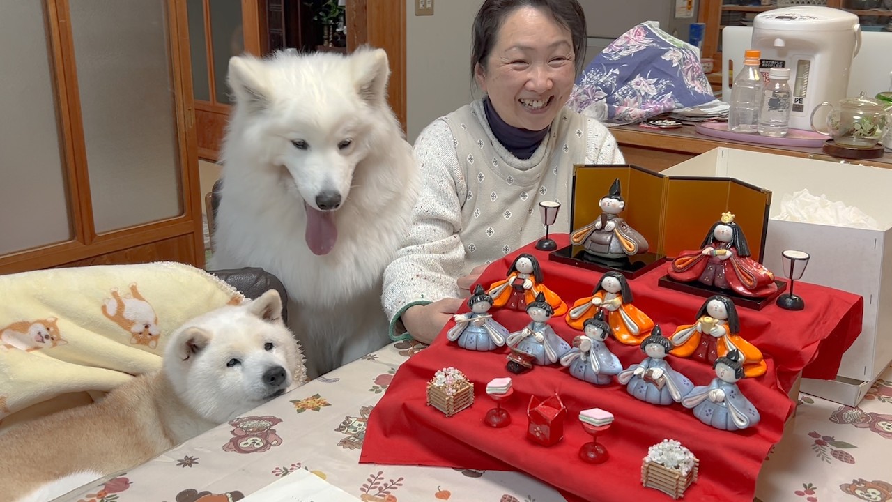 娘が誕生して、初めてのひな祭り準備、可愛い飾りつけに大喜びで参加するサモエドと柴犬