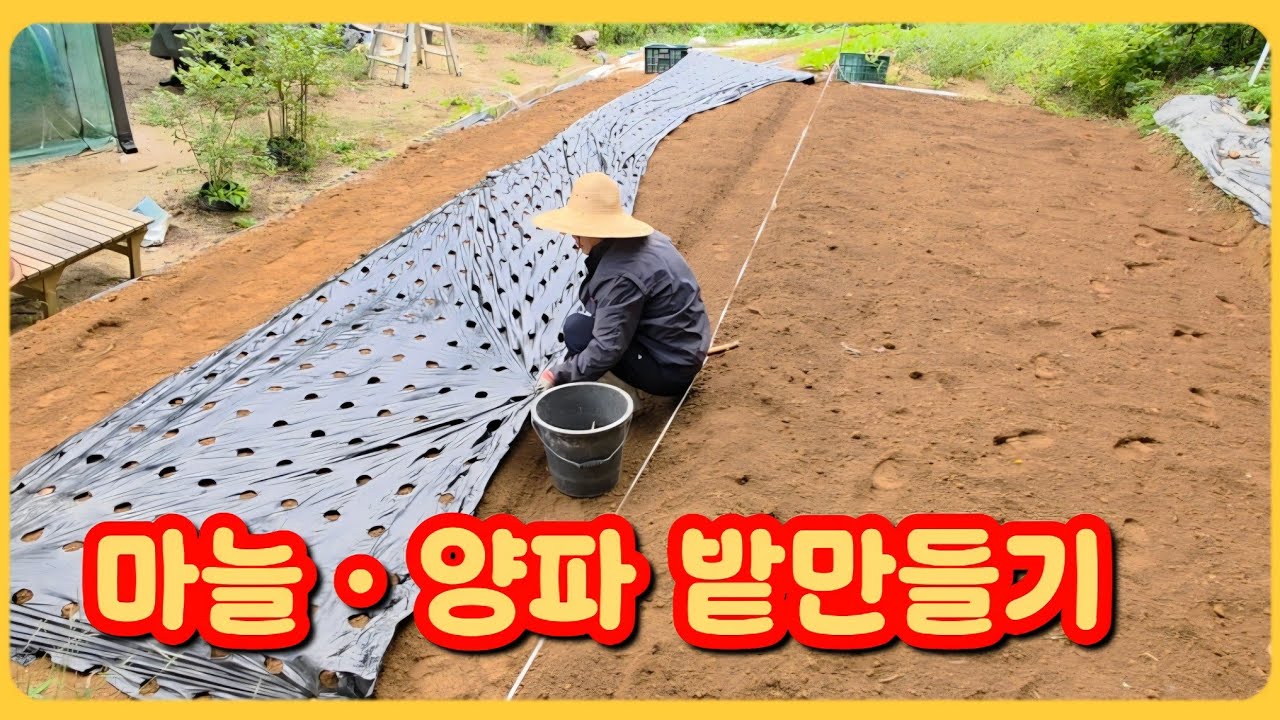 마늘 양파 밭만들기 합니다 